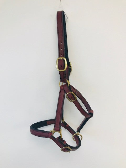 Licol de présentation en cuir avec muserolle piquée et bouclerie dorée – Sellerie Cassou